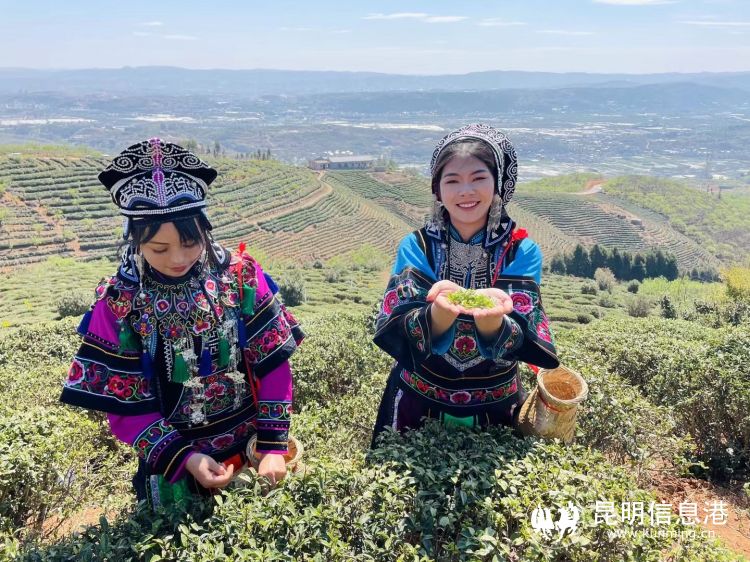 2024中国非遗制茶大会暨惊蛰祭茶大会开幕