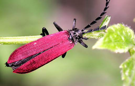 萤火虫成虫发光器发育的关键机制被揭开