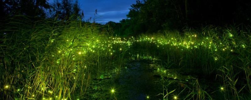 萤火虫成虫发光器发育的关键机制被揭开