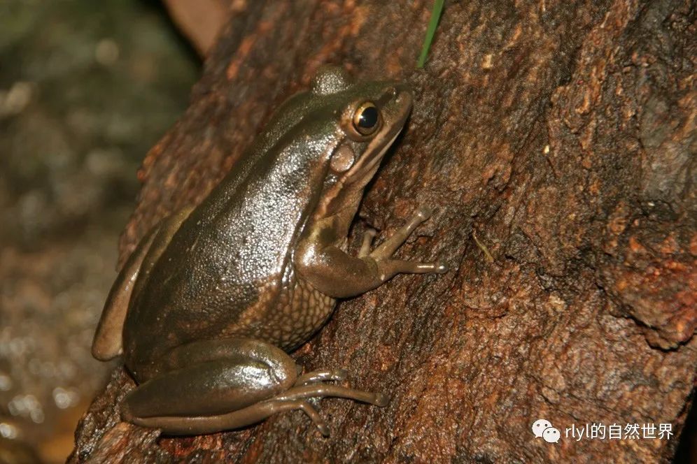 雌蛙会“暗送秋波”？我国科研人员证实蛙类存眨眼视觉信号