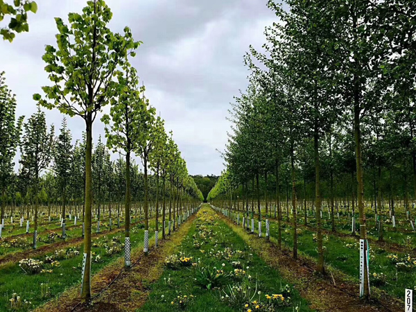 上海打造大模型产业高密度创新“苗圃”