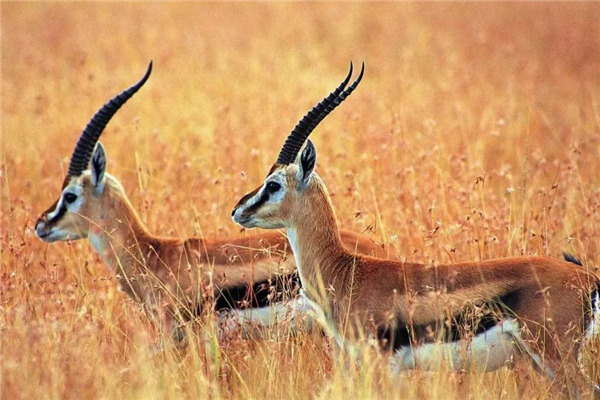 科技助力我国珍稀动物数量稳中有升