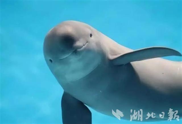 科技助力我国珍稀动物数量稳中有升