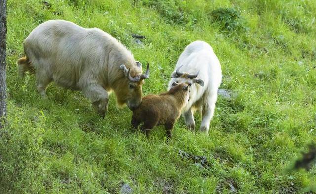 科技助力我国珍稀动物数量稳中有升