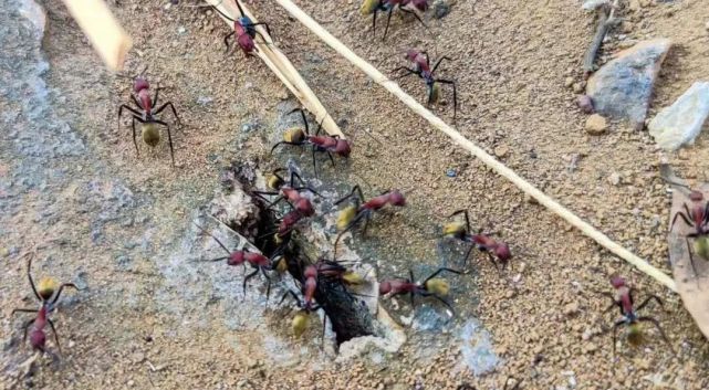 7年新入侵344个县市区,红火蚁为何难防?