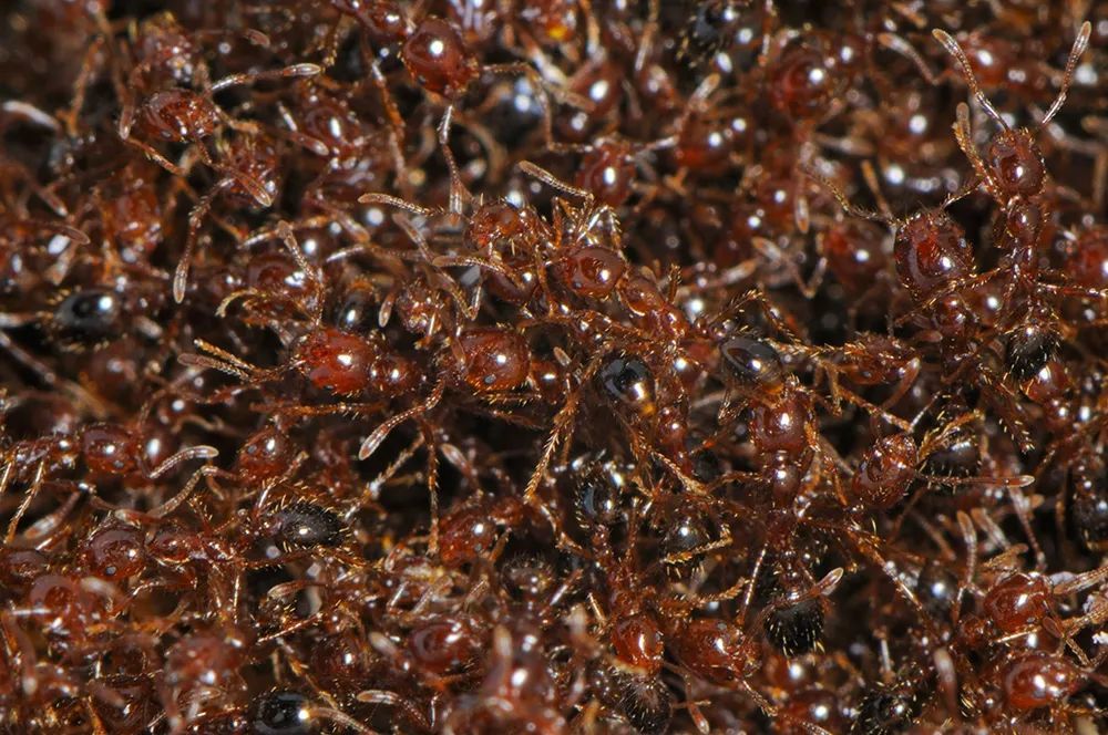 7年新入侵344个县市区,红火蚁为何难防?