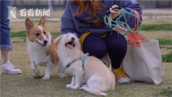 韩国宠物主克隆去世宠物引争议