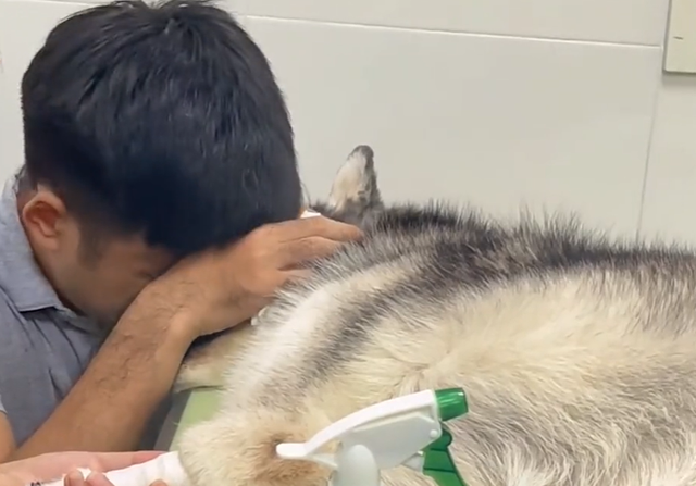 韩国宠物主克隆去世宠物引争议