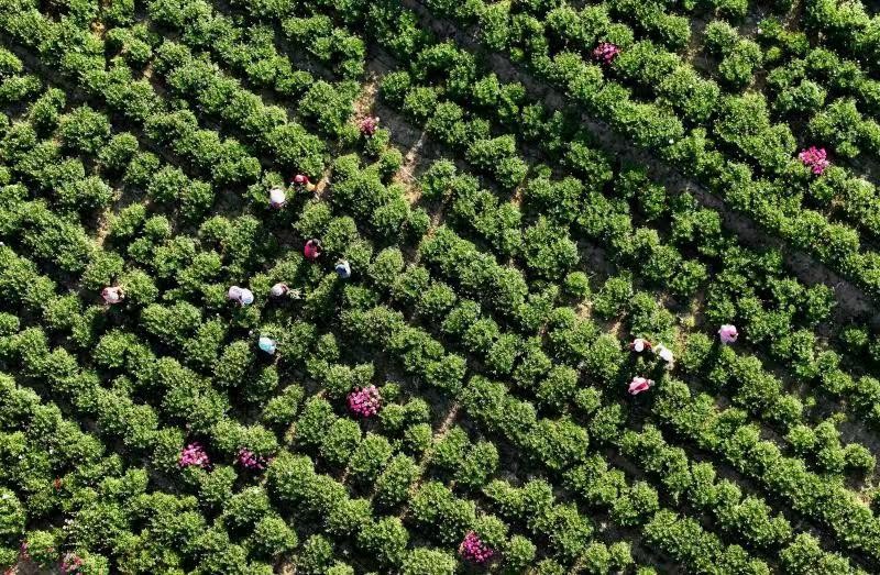 科技赋能乡村新图景|刘建华：立志成为花农眼中“最可爱的人”