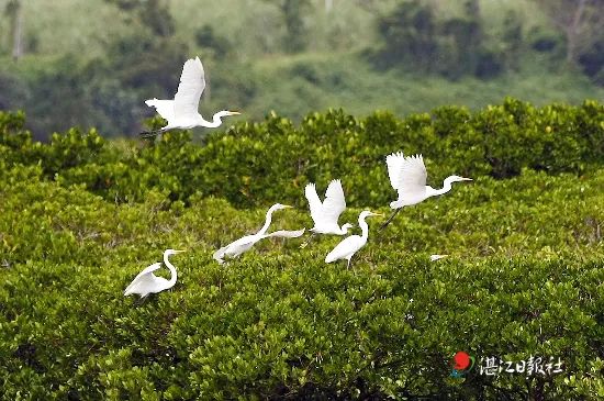 就这一个字！“绿”——飞上天的“绿色使者”