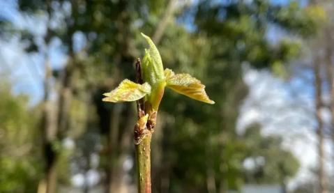 “植物大熊猫”漾濞槭的新生——“极小种群物种”逆袭故事之一