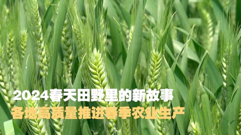 从“靠经验”到“看数据”：37个智慧农情监测站背后的农事之变