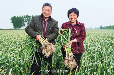 淘天集团发布多项惠农计划，支持丰收节，助力农产品上行