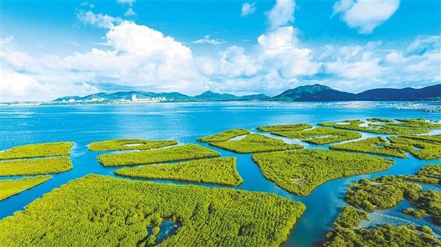 新华社消息｜中国科研人员发现植物新物种“金樽水玉杯”