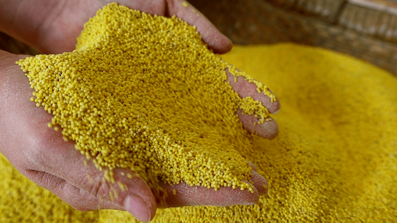 一场优质谷子新品种“擂台赛”背后的谷子育种“雄心”