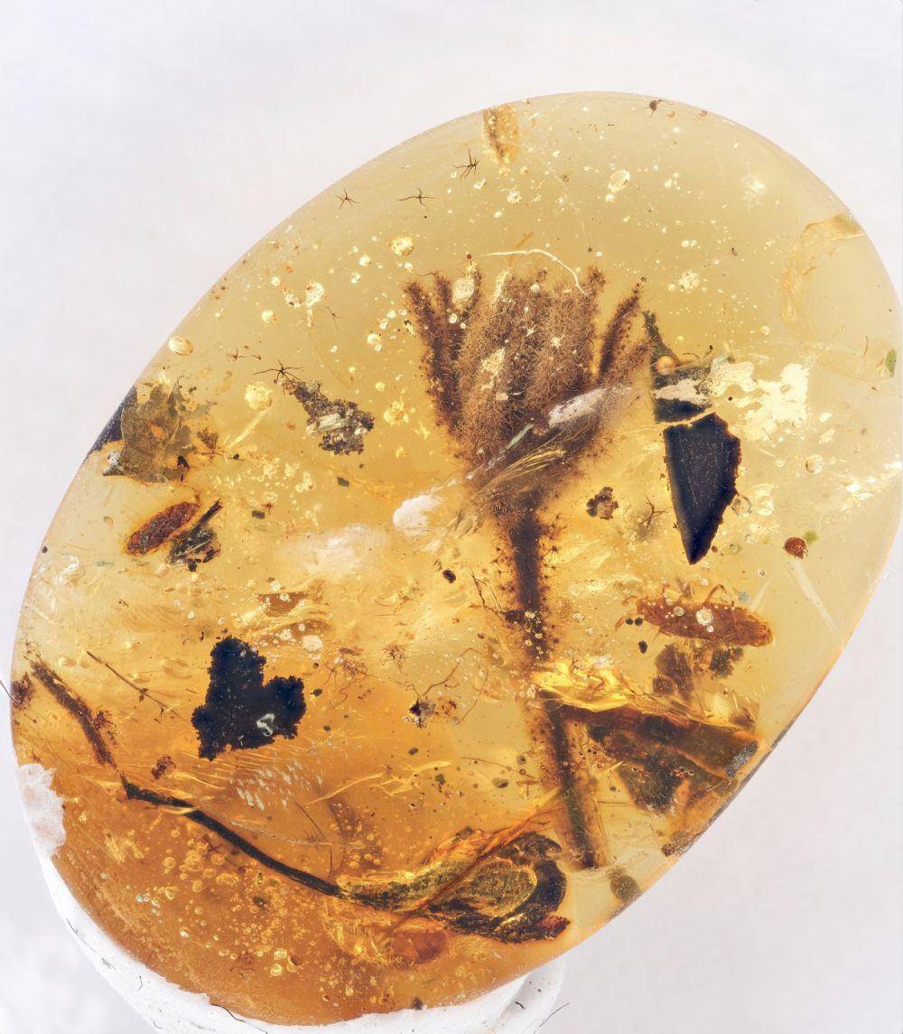 远古发现｜新发现！1亿年前琥珀里的萤火虫