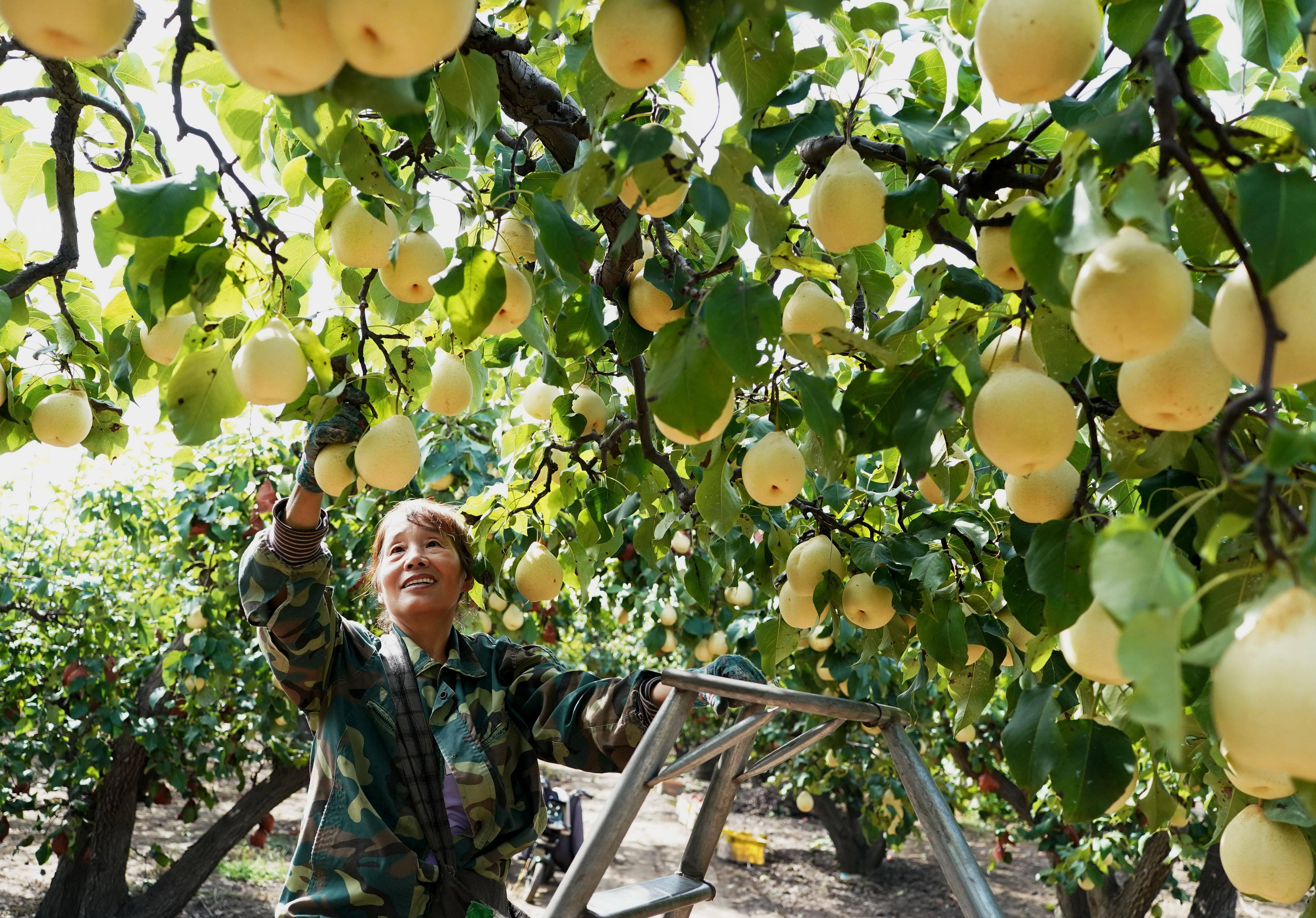 第七个中国农民丰收节开幕,拼多多消费惠农、科技助农系列成果引热议