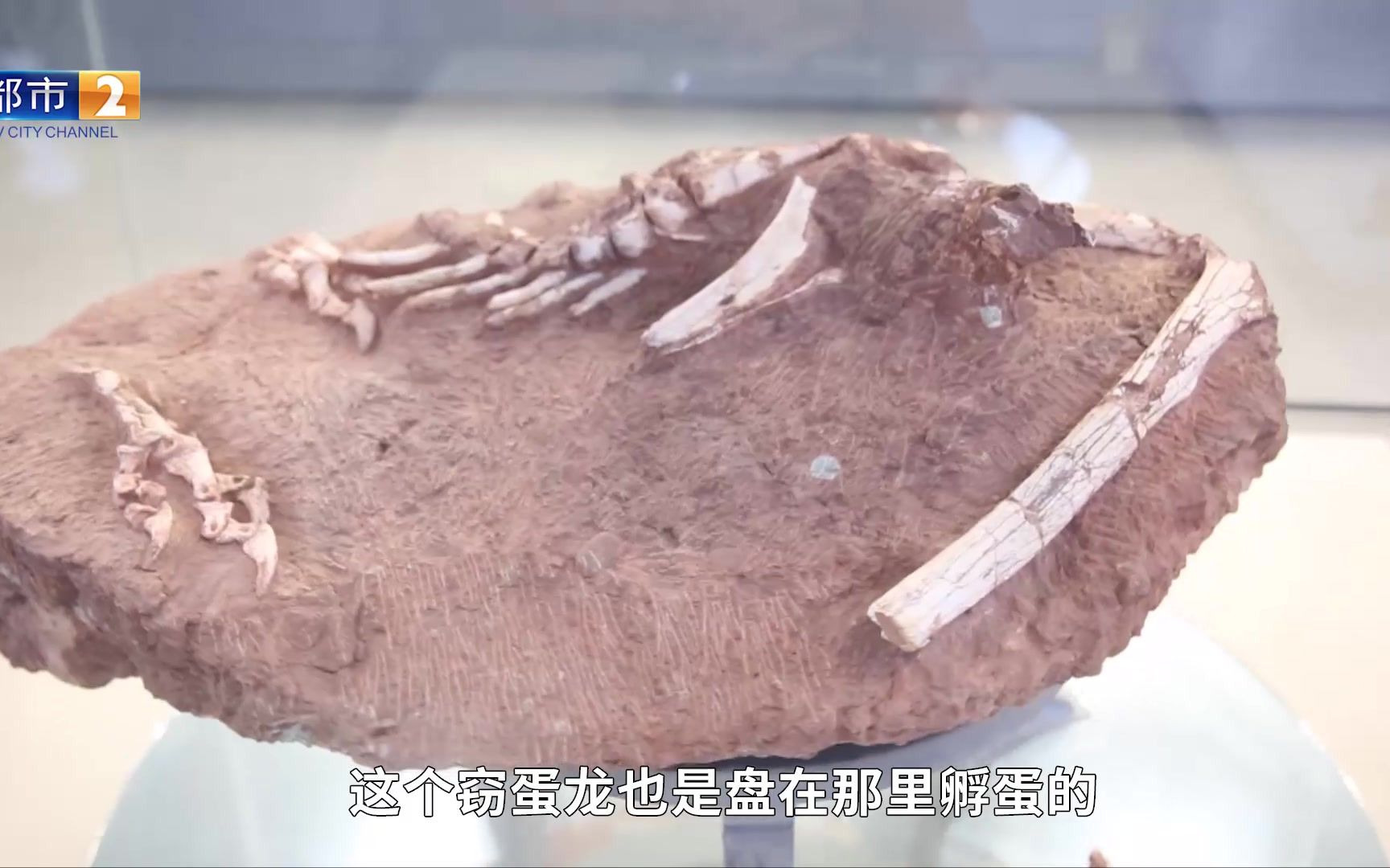 你见过29毫米的恐龙蛋吗？恐龙蛋化石家族添新成员“赣州迷你蛋”