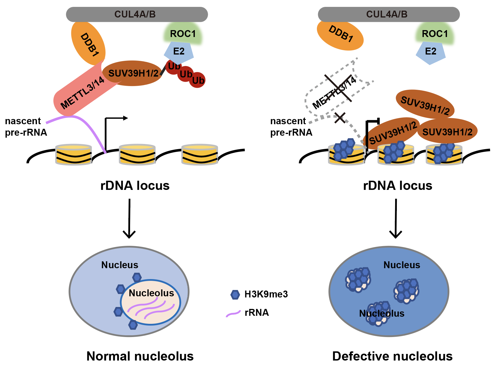 国家模式动物科学中心揭牌成立