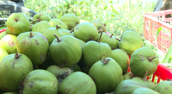 “奇异莓”的中国成长记