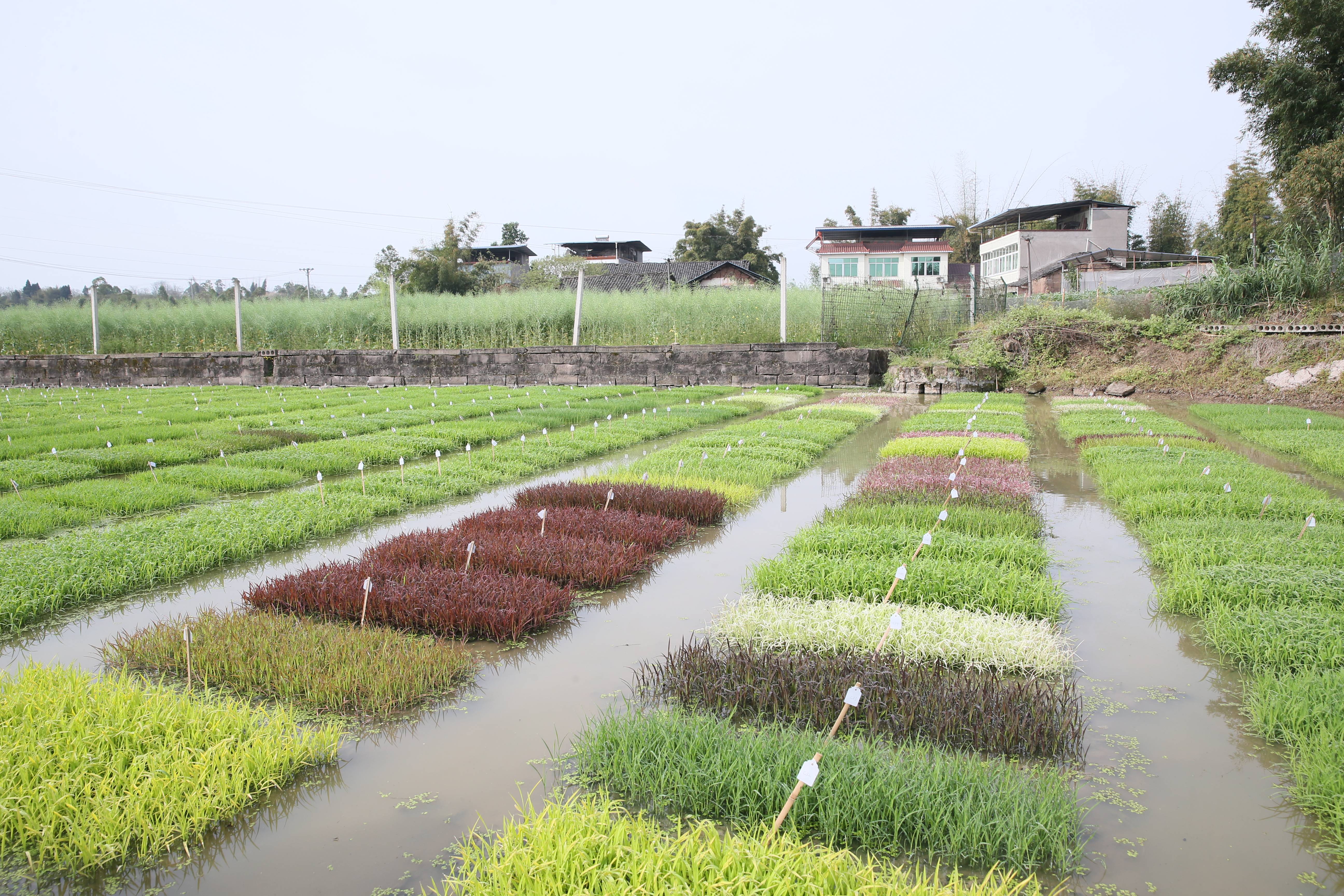 研究显示中国大米越来越好吃