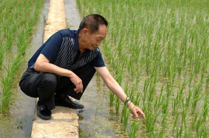 新华社消息丨植物如何识别 “敌友”微生物？科学家揭秘其“聪明的点将”机制
