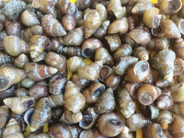 广西发现螺序草属植物新物种“蝎尾螺序草”