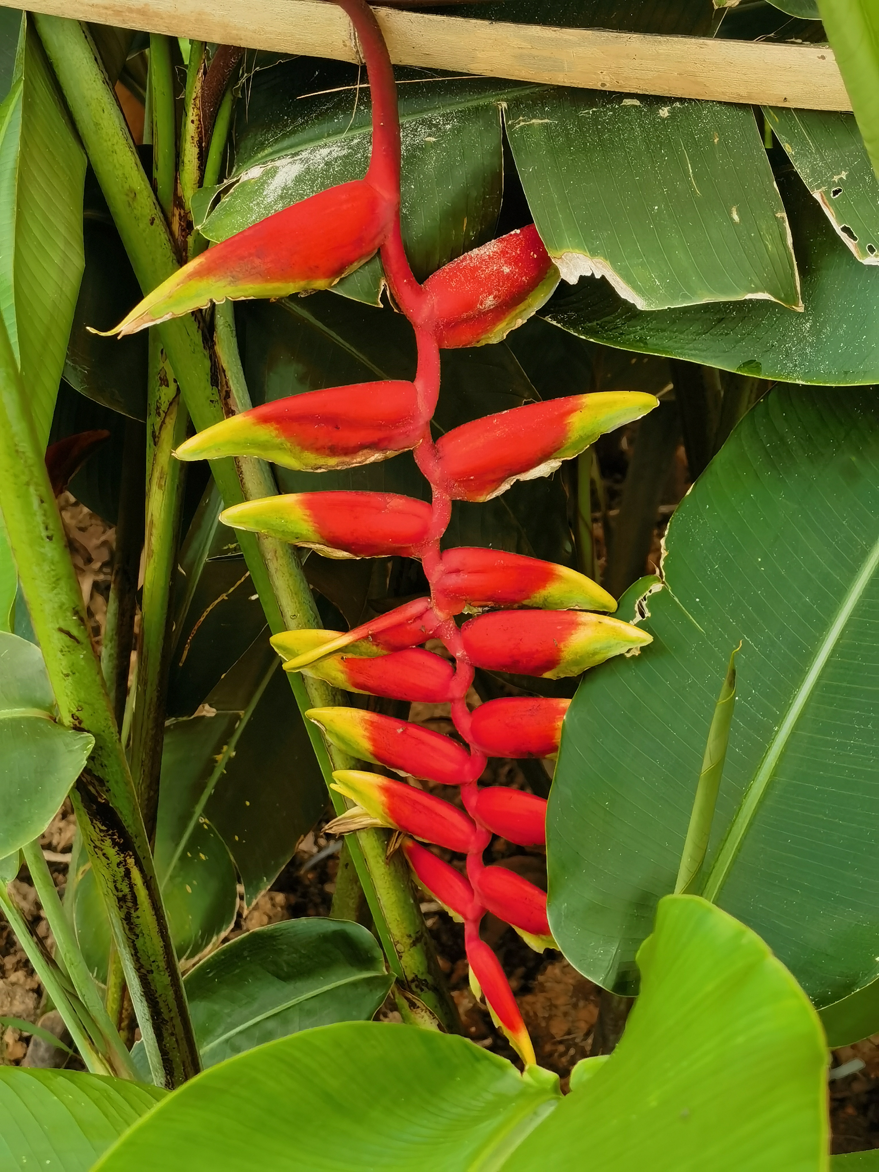 广西发现螺序草属植物新物种“蝎尾螺序草”
