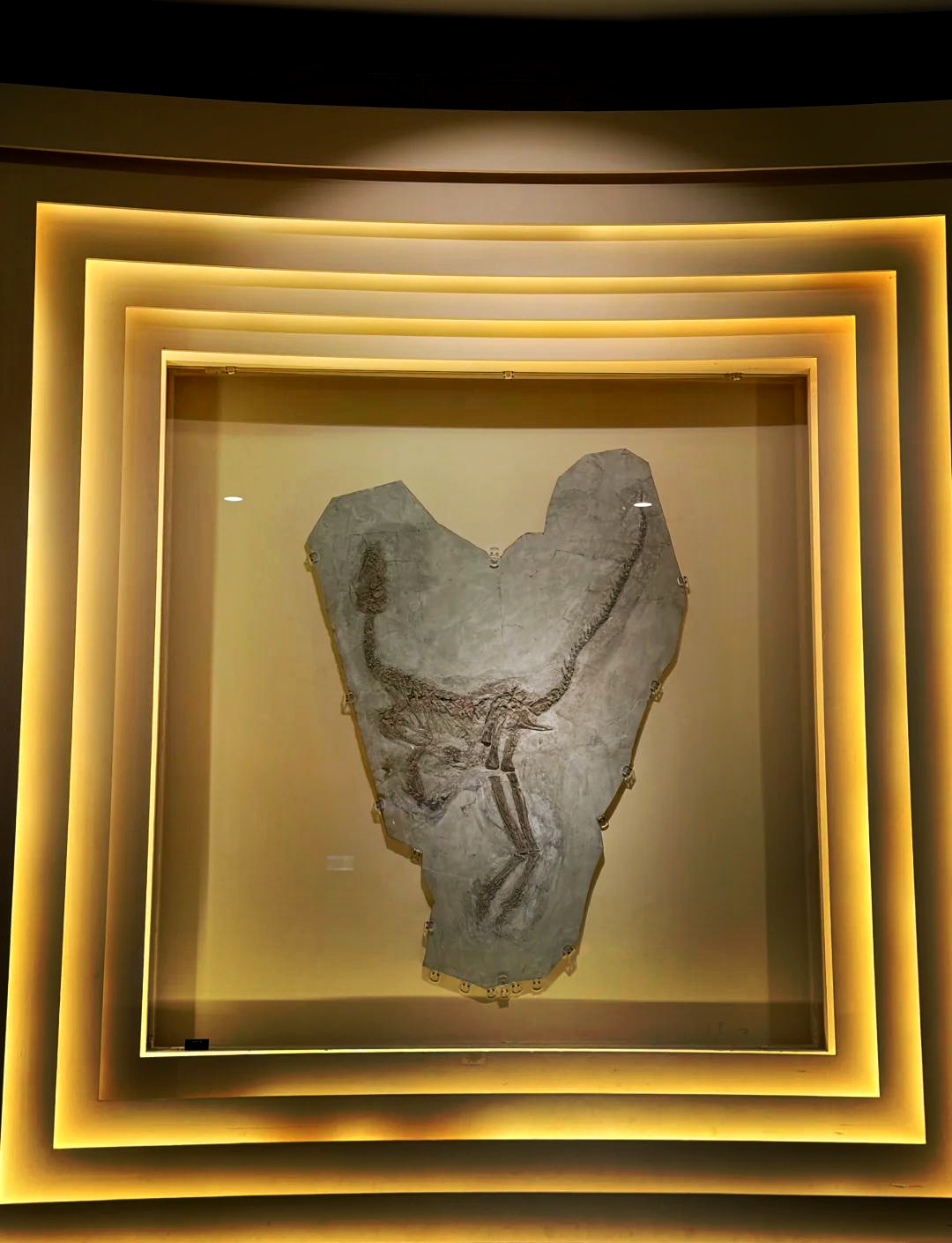 甘肃和政羊、福建政和八闽鸟——带您欣赏古生物化石“世界之最”