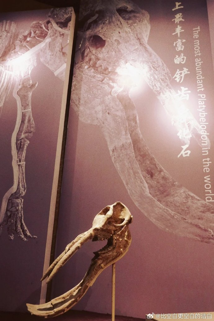 甘肃和政羊、福建政和八闽鸟——带您欣赏古生物化石“世界之最”