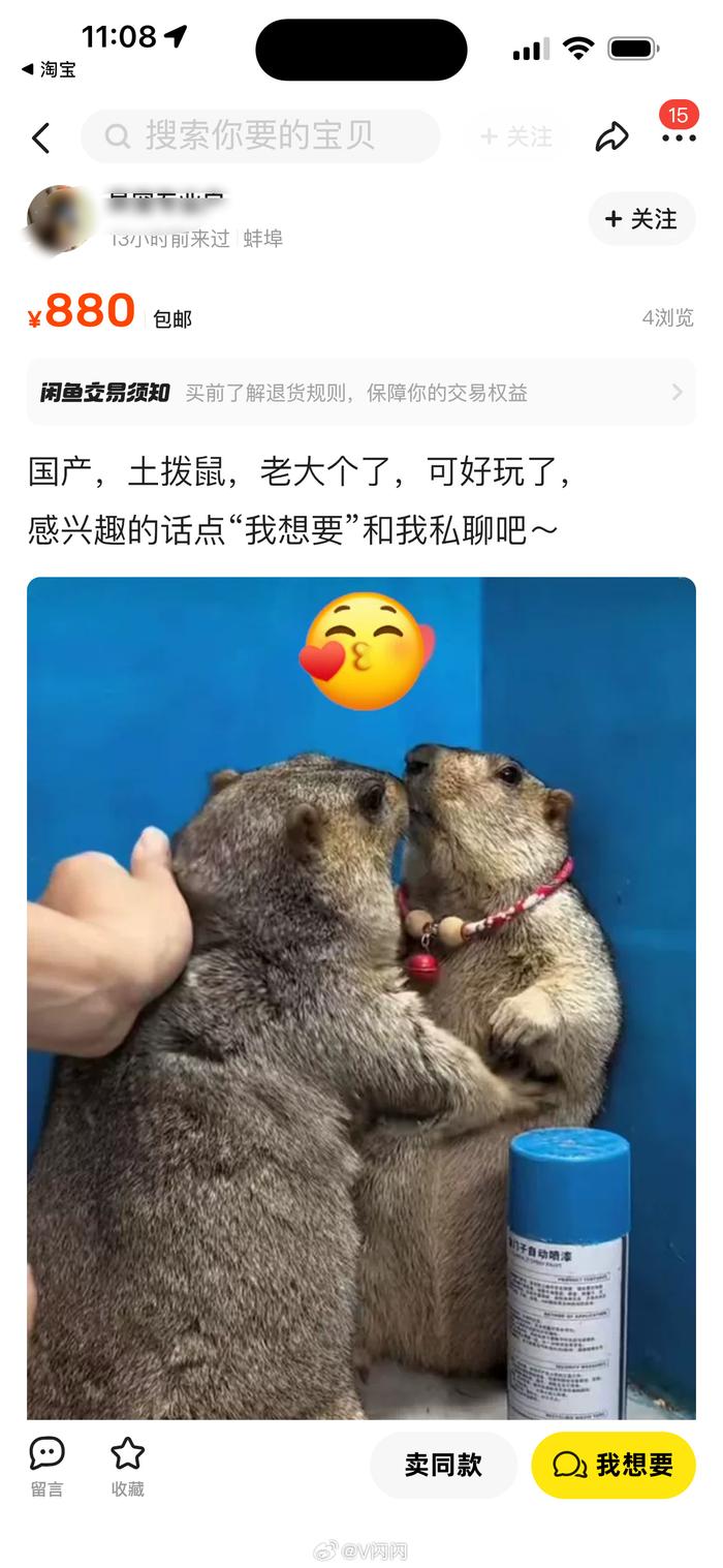 土拨鼠也能传播鼠疫 国家疾控局提示勿捕捉或饲养