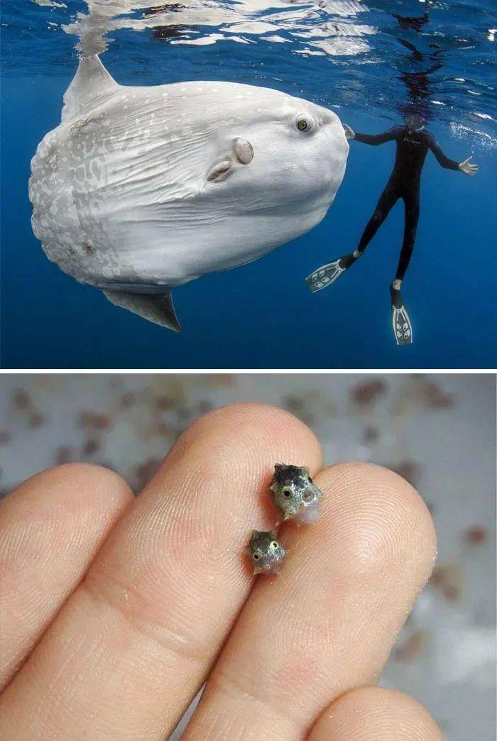 6000米以下深海生物如何“抗压”？我国科学家首次揭秘