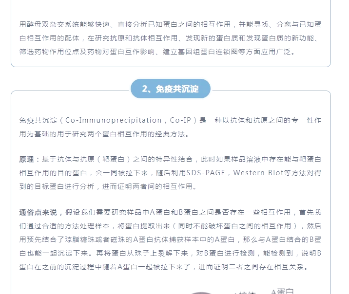 我国科研人员发布可让蛋白质“定向进化”的大模型