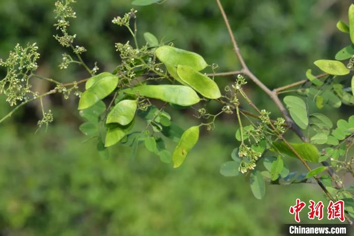 中越科研团队携手发现6个植物新种