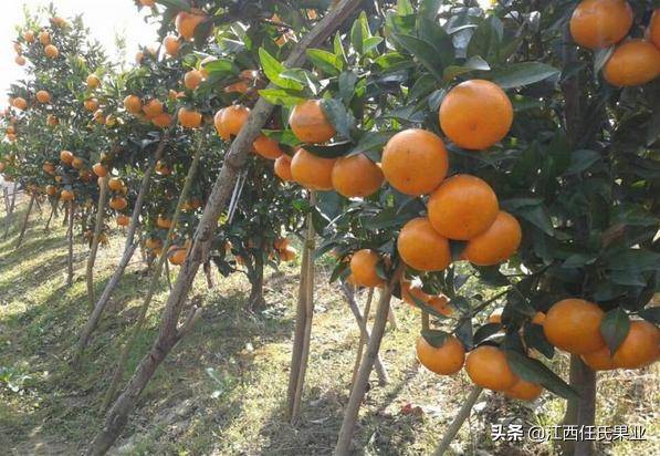 有望攻克“柑橘癌症” 我国科学家取得新发现