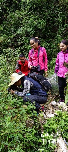 我国科研人员发现新物种“成都卫矛”