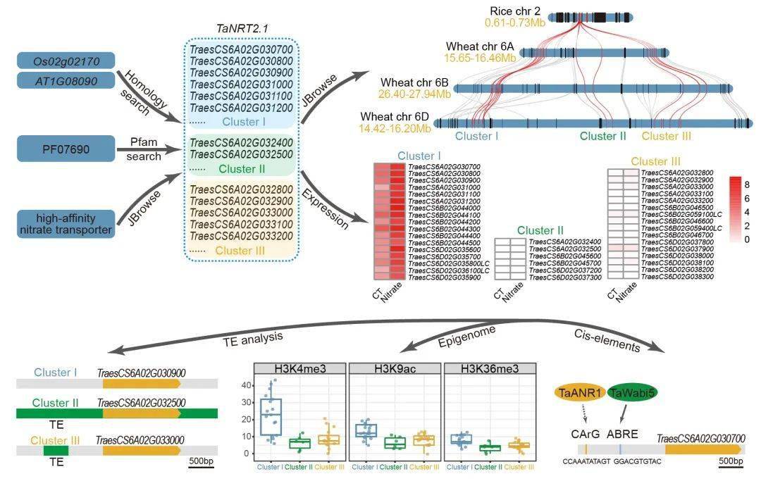中国科学家成功“拼”出小麦完整基因组“拼图”