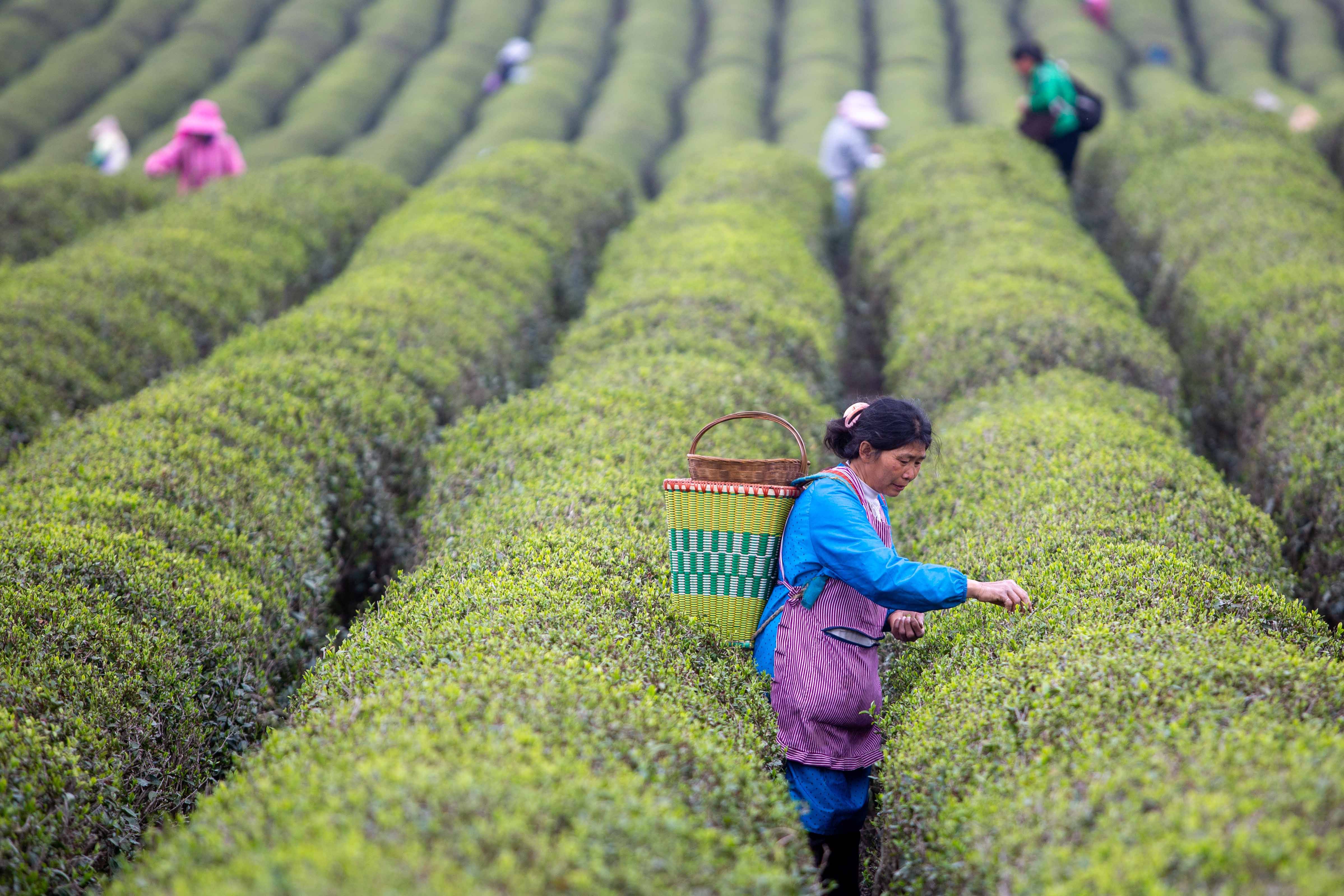 智能机器人山地茶园采摘忙