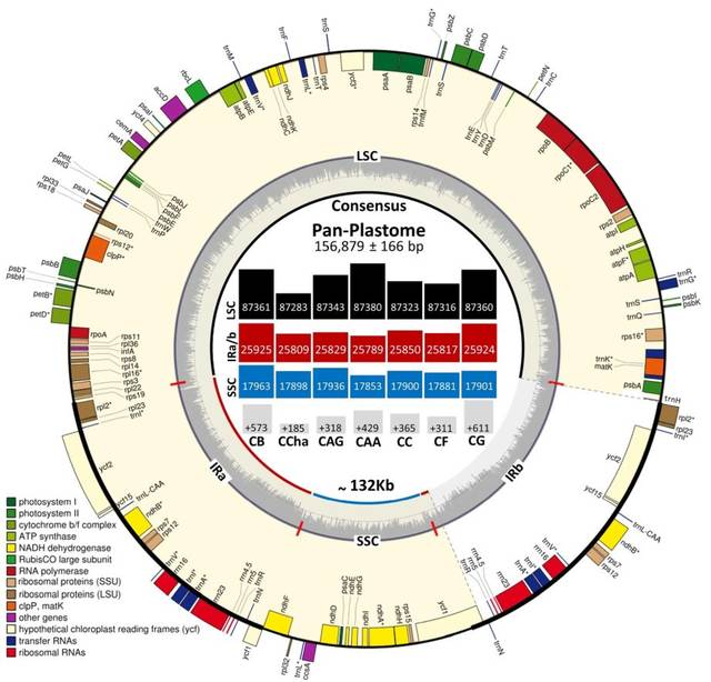 我国科学家成功绘制“野生稻-栽培稻泛基因组图谱”
