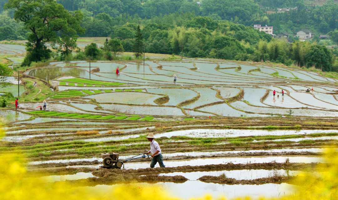 国产农机在窄梯田跳起“芭蕾”