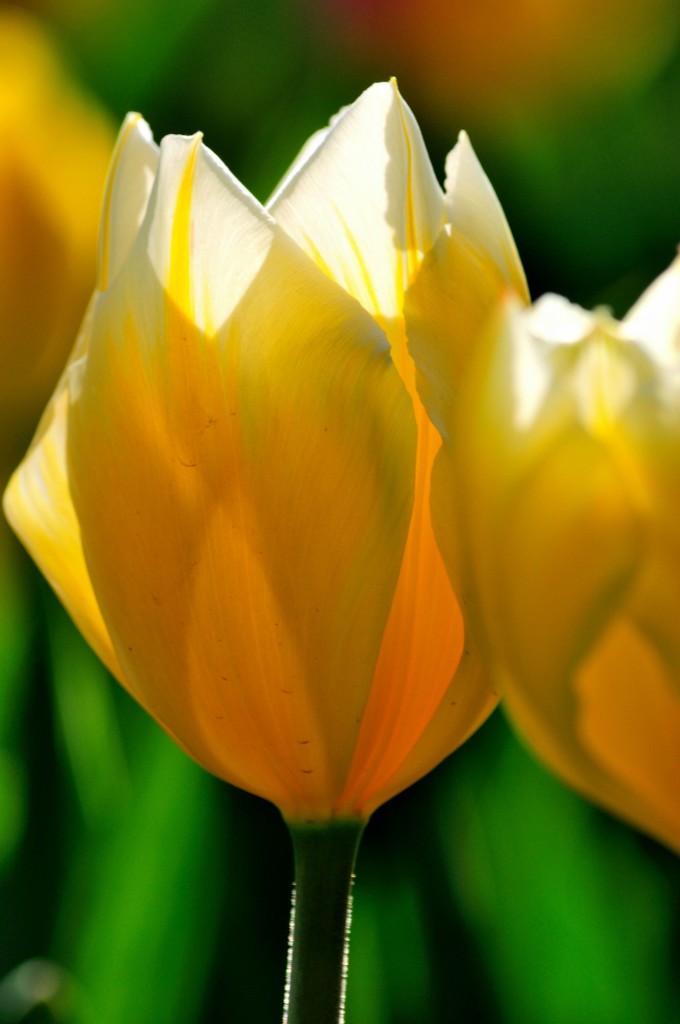 口袋里的光影课丨看见花朵逆光拍