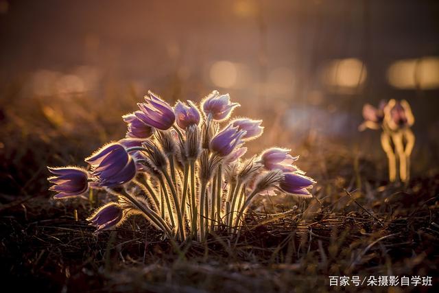 口袋里的光影课丨看见花朵逆光拍