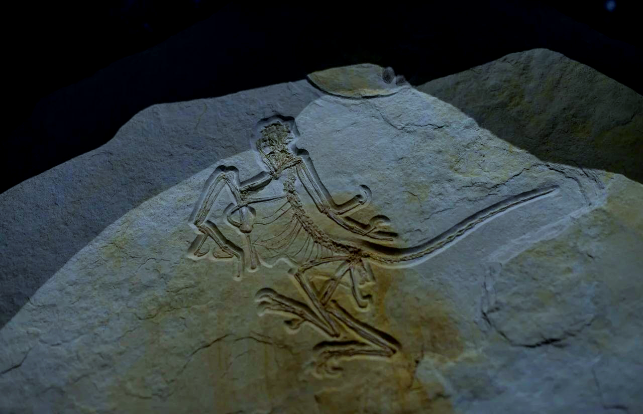 新发现的始祖鸟标本提供恐龙向鸟类演化的关键证据