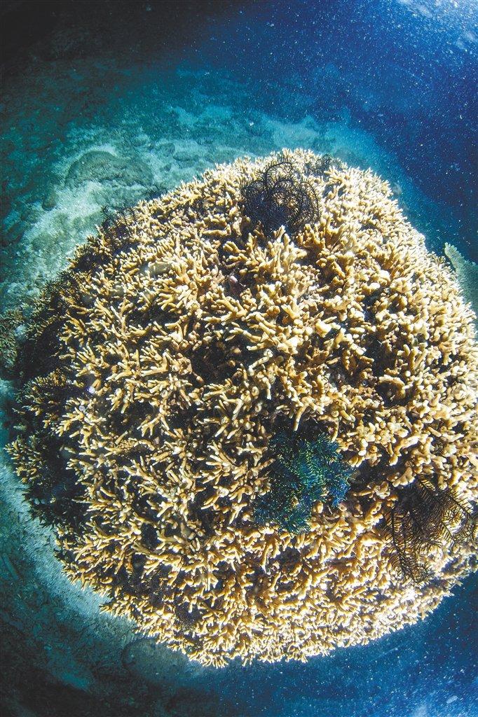 适应雨林？古人类混血？东南亚人群基因组被破译