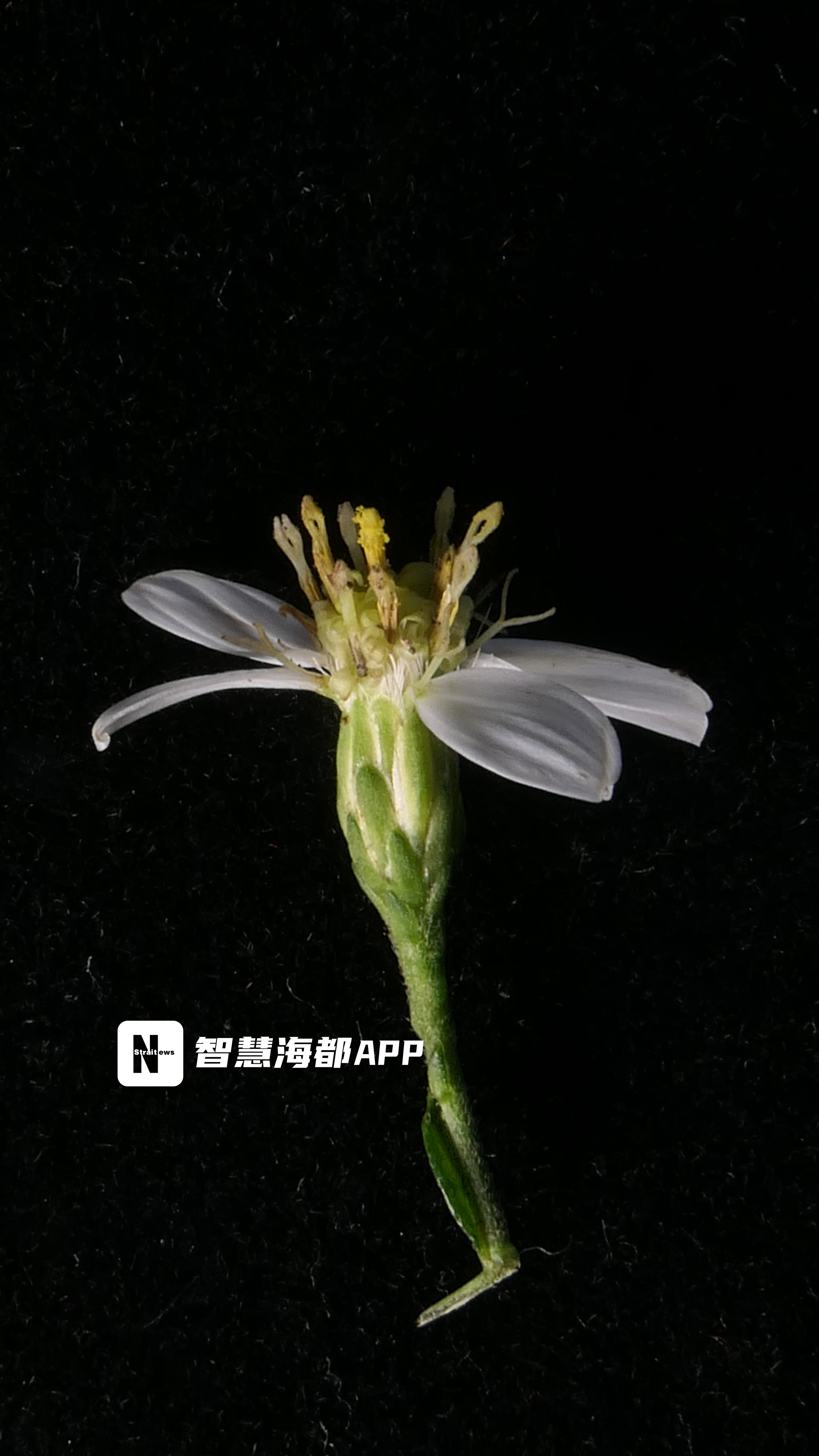 “麻阳河紫菀”是啥？咋发现的？