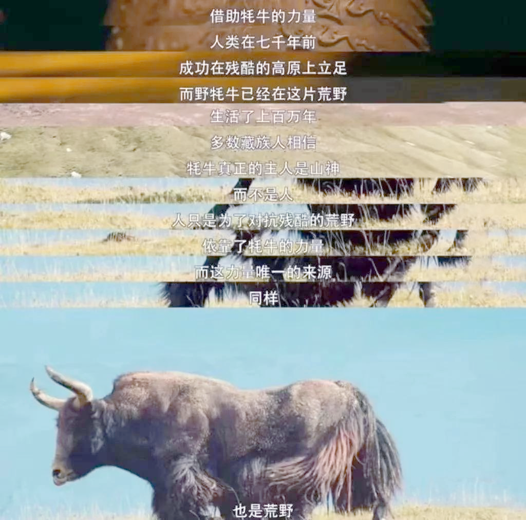 我国科学家成功克隆牦牛