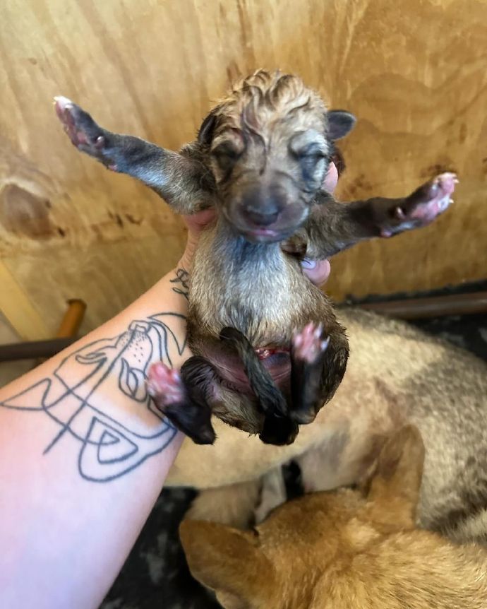 AI辅助去核提升犬科动物克隆效率