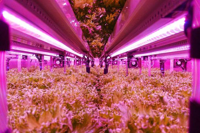 第五届“多多农研科技大赛”初赛四强出炉，植物工厂商业化成赛事角逐焦点