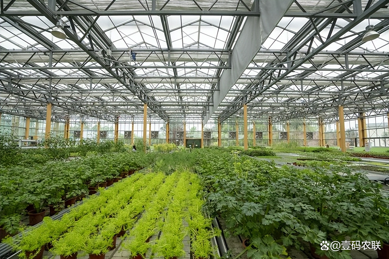 “科技赋能+产销融合”:中国产粮第一大省绘就农业现代化新图景