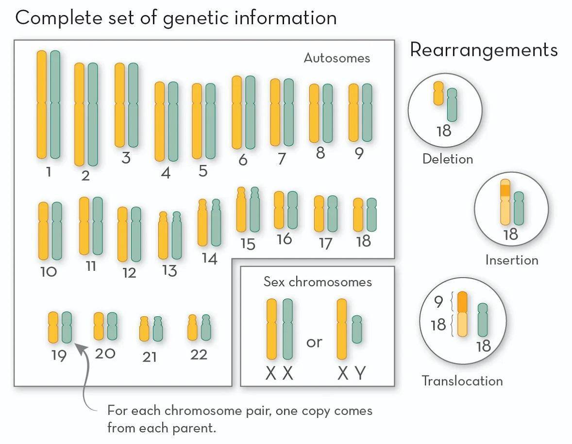 科学与健康丨基因组编辑新利器：PCE技术实现染色体“精准编辑”